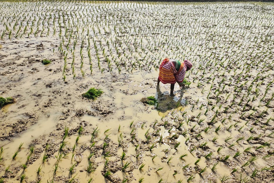 Agriculture Industry database India